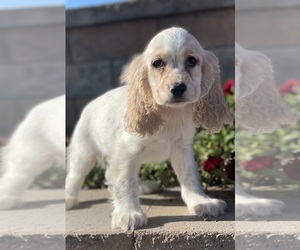 Cocker Spaniel Puppy for sale in CANOGA, NY, USA