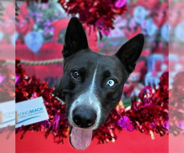 Medium Photo #2 Border Collie-Bullmastiff Mix Puppy For Sale in Long Beach, CA, USA