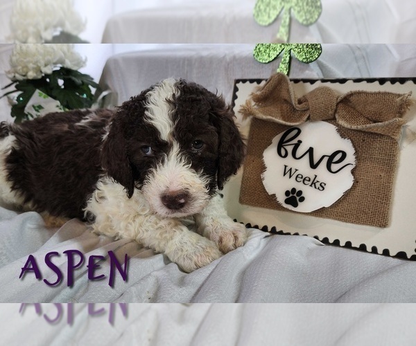 Medium Photo #10 Bernedoodle Puppy For Sale in GEORGETOWN, DE, USA