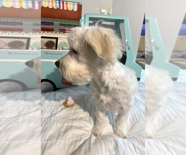 Medium Photo #5 Chonzer Puppy For Sale in MORENO VALLEY, CA, USA