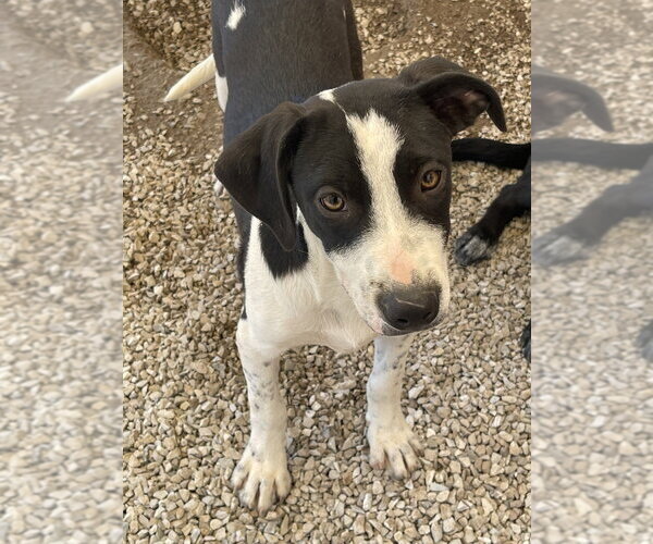 Medium Photo #3 Mutt Puppy For Sale in Bolivar, MO, USA