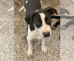 Small #2 Mutt