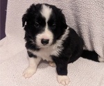 Small #1 Border Collie