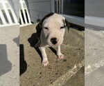 Small #6 American Bulldog-Labrador Retriever Mix