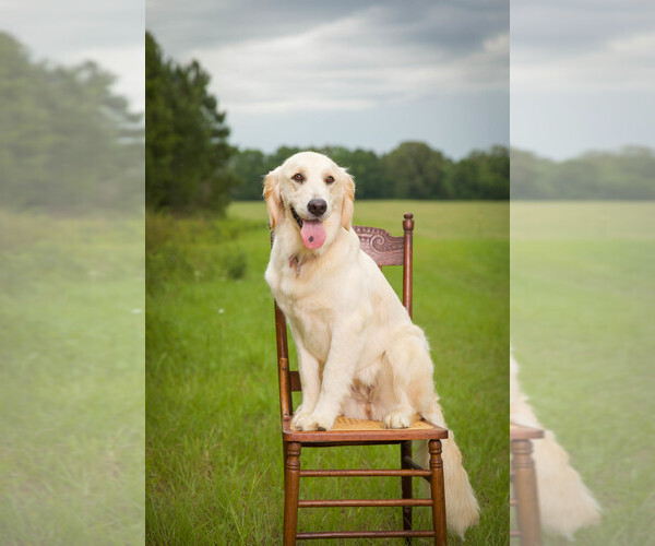 Medium Photo #1 Golden Retriever Puppy For Sale in DOTHAN, AL, USA