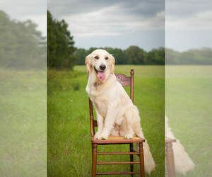 Mother of the Golden Retriever puppies born on 01/18/2026