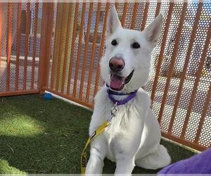 Medium German Shepherd Dog Mix