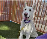 Small German Shepherd Dog Mix