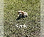 Puppy 5 Beagle