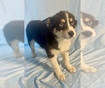 Small Photo #3 Pomsky-Shiba Inu Mix Puppy For Sale in NASHUA, NH, USA