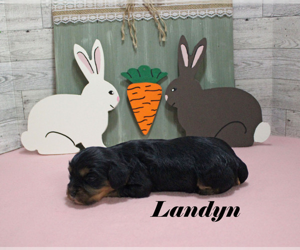 Medium Photo #5 Cavalier King Charles Spaniel Puppy For Sale in CHANUTE, KS, USA