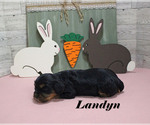 Small #4 Cavalier King Charles Spaniel