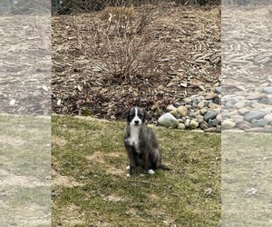 Mutt Dogs for adoption in Minneapolis, MN, USA