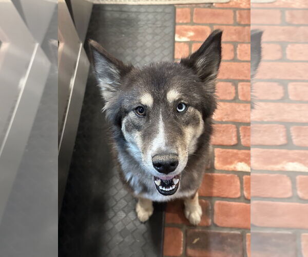 Medium Photo #1 Siberian Husky Puppy For Sale in Cumming, GA, USA