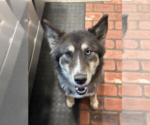 Siberian Husky Dogs for adoption in Cumming, GA, USA