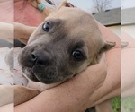 Small Photo #4 Cane Corso Puppy For Sale in CAMBY, IN, USA