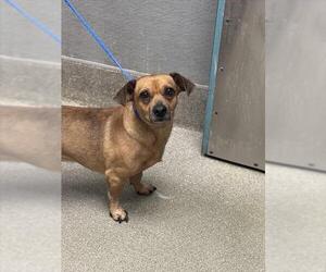 Dachshund-Unknown Mix Dogs for adoption in Las Vegas, NV, USA
