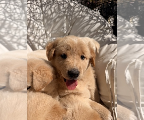 Medium Photo #12 Goberian-Labrador Retriever Mix Puppy For Sale in LA CENTER, WA, USA