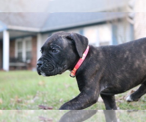 Medium Photo #4 Cane Corso Puppy For Sale in CAMBY, IN, USA