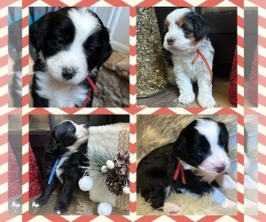 Bernedoodle (Miniature) Puppy for sale in WOODSTOCK, GA, USA