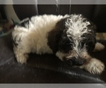 Small #11 Schnoodle (Miniature)