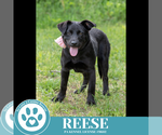 Small #11 Labrador Retriever Mix