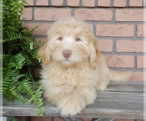 Labradoodle Puppy for sale in MILLERSBURG, OH, USA