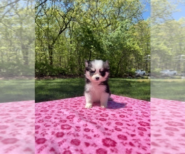 Medium Photo #47 Pomsky Puppy For Sale in DRACUT, MA, USA