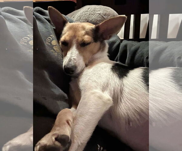 Medium Photo #7 Jack Russell Terrier-Unknown Mix Puppy For Sale in Westwood, NJ, USA