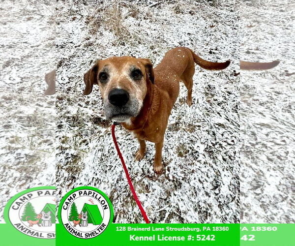 Medium Photo #12 Mutt Puppy For Sale in Stroudsburg, PA, USA
