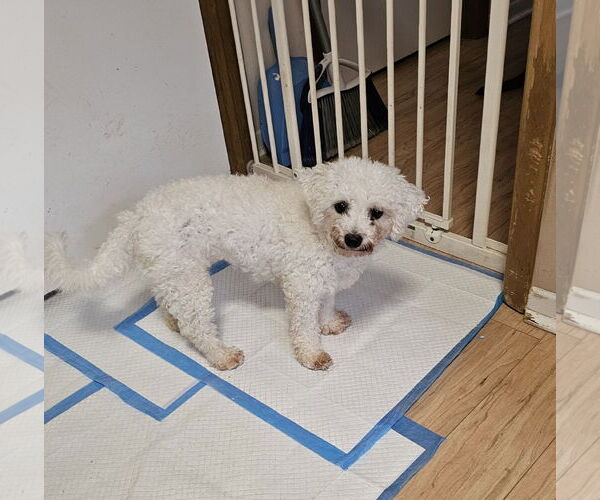 Medium Photo #1 Poodle (Miniature) Puppy For Sale in Jackson, NJ, USA