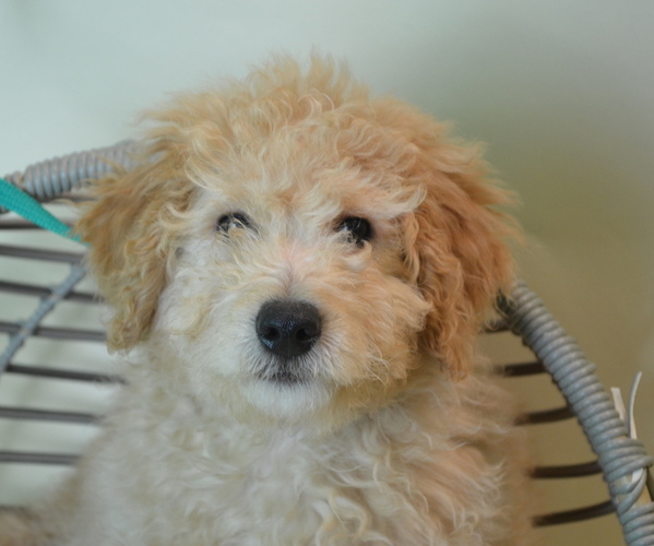 Medium Photo #1 Goldendoodle (Miniature) Puppy For Sale in PATERSON, NJ, USA