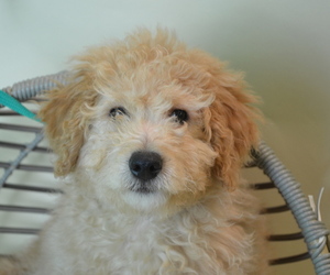 Goldendoodle (Miniature) Puppy for sale in PATERSON, NJ, USA