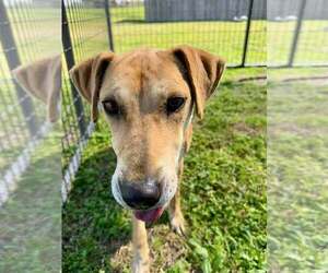 Georgia - Female Mutt Dog for Adoption - Photo #3