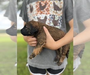 Poodle (Standard) Puppy for sale in WEST PLAINS, MO, USA