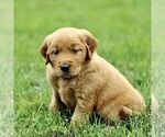 Small #3 Golden Retriever