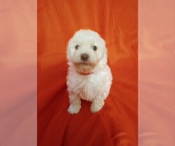 Medium Photo #5 Goldendoodle-Poodle (Miniature) Mix Puppy For Sale in NORTH LIBERTY, IN, USA