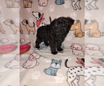 Small Yorkshire Terrier