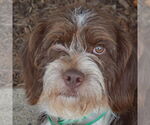 Small #1 Australian Shepherd Mix