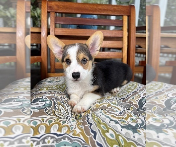 Medium Photo #4 Pembroke Welsh Corgi Puppy For Sale in NOBLESVILLE, IN, USA