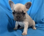 Small #1 French Bulldog