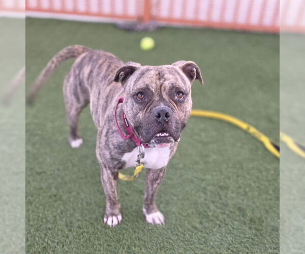 Medium Photo #2 Mutt Puppy For Sale in Las Vegas, NV, USA