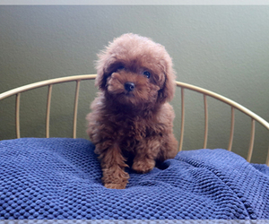 Poodle (Toy) Puppy for sale in LOS ANGELES, CA, USA