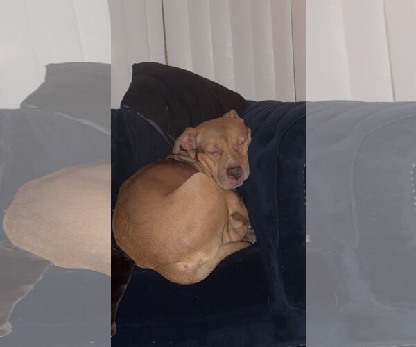 Medium Photo #4 Boxer-Staffordshire Bull Terrier Mix Puppy For Sale in Chandler, AZ, USA