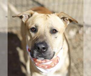 Mastiff-Unknown Mix Dogs for adoption in San Antonio, TX, USA