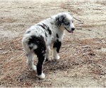 Small Photo #4 Australian Shepherd Puppy For Sale in ACTON, CA, USA