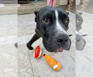 Medium American Pit Bull Terrier Mix