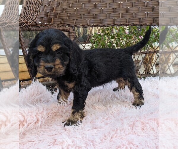Medium Photo #5 Cock-A-Poo Puppy For Sale in SALEM, MO, USA