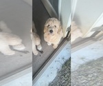 Puppy Lovey Goldendoodle
