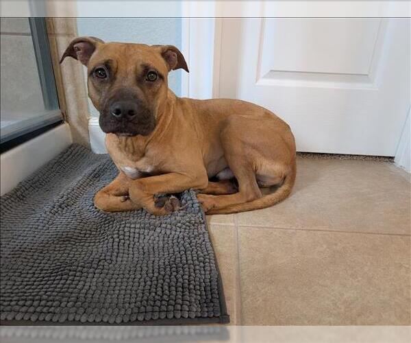 Medium Photo #1 Mutt Puppy For Sale in Conroe, TX, USA